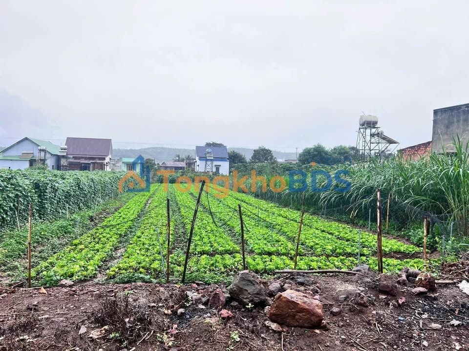 Bán Đất Tân Hội Đức Trọng 500m² - Sổ Đỏ 100% Thổ Cư, Giá Đầu Tư 1.7 Tỷ