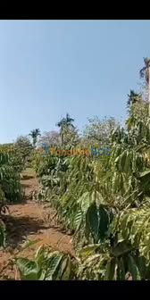 Bán Gấp 1.2ha Rẫy Phú Lộc - 100 Cây Sầu Riêng & 900 Cây Cà Phê, Giá Đầu Tư