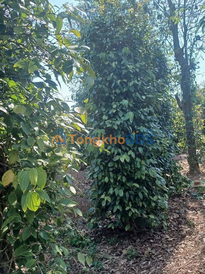 Đất rẫy Ea Trol Sông Hinh 1,5ha 1,1 tỷ - Đường to ô tô