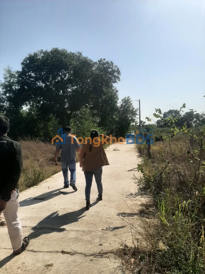 Đất trồng 1200m² MT bê tông ô tô Hàm Liêm, Bình Thuận - Giá 339 triệu