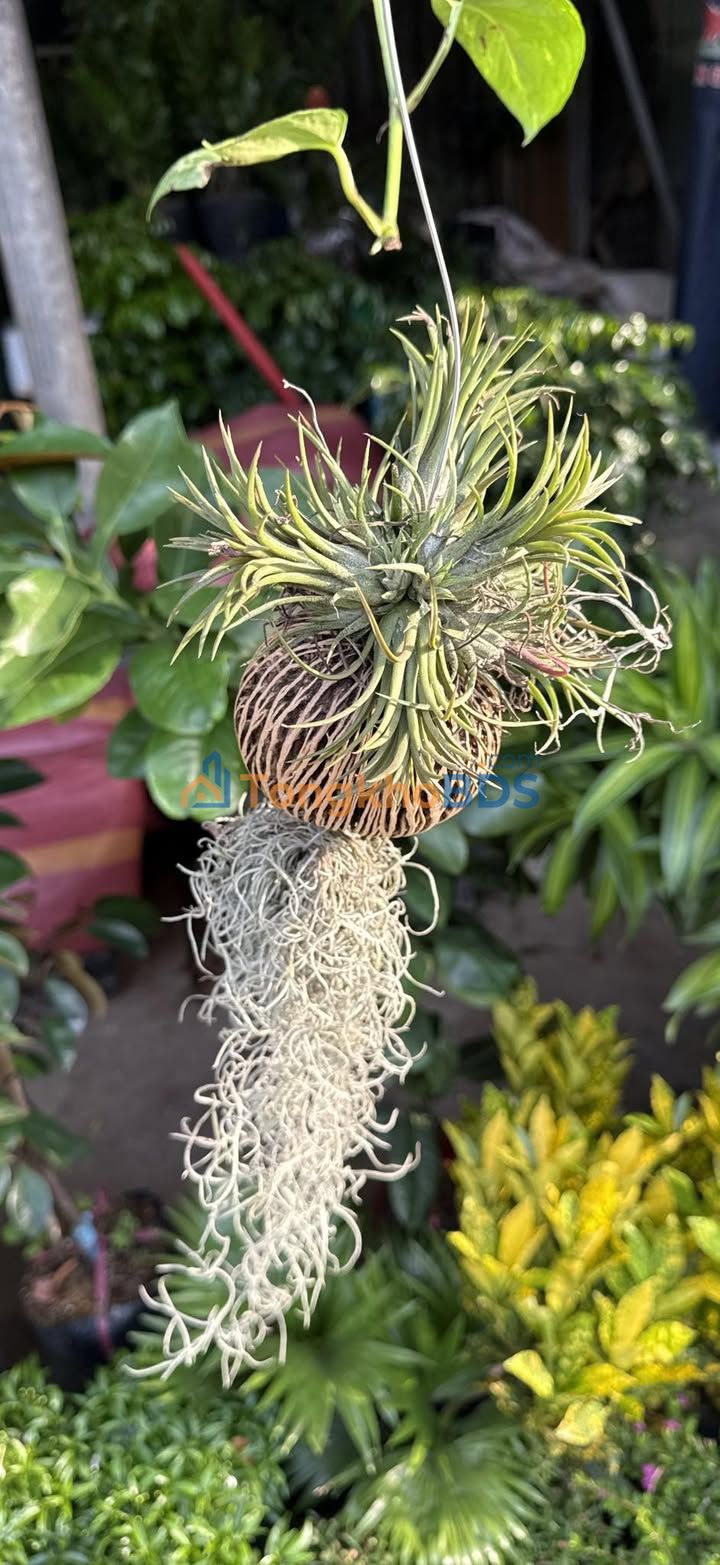 Đất nền Quế Xuân 1 410m² 600-699 triệu - Sổ đỏ chính chủ