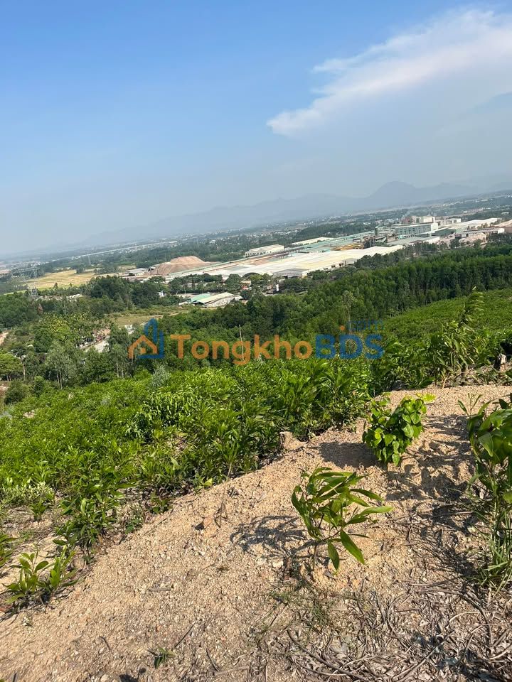 Bán Gấp 8ha Đất RSX Đại Quang, Quảng Nam - Sẵn Sổ Hồng, Tiềm Năng Khai Thác