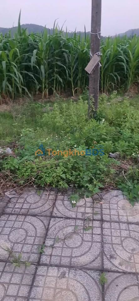 Đất nền Long Xá, Hưng Nguyên 200m² - Sổ đỏ full thổ, giá 1 tỷ