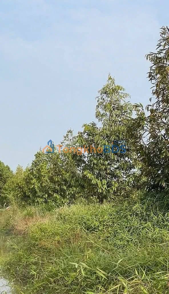 Bán Gấp Đất Vườn Tiền Giang 10800m² - Giá Rẻ Nhất Khu Vực 290tr/công