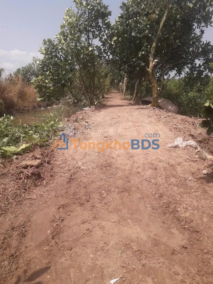 Đất Ruộng Hậu Mỹ Bắc A, Cái Bè - 21000m² Giá Tốt, Sẵn Sàng Kinh Doanh