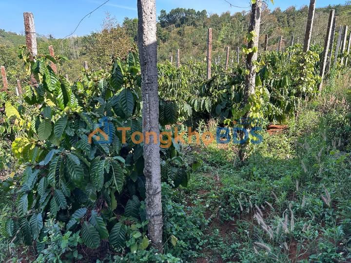 Bán Gấp Trang Trại 12.000m² Đắk Song, Đắk Nông - Trồng Cà Phê, Tiêu, Chanh Dây