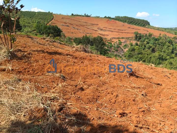 Bán Đất 4ha Đắk Glong, Đắk Nông - Sẵn Sàng Xây Dựng, Giá Tốt