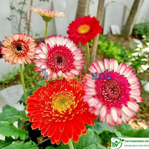 Nhà Gác Lửng Cẩm Phả 52m² - Giá 1.3 Tỷ, Sẵn Sàng Ở Ngay