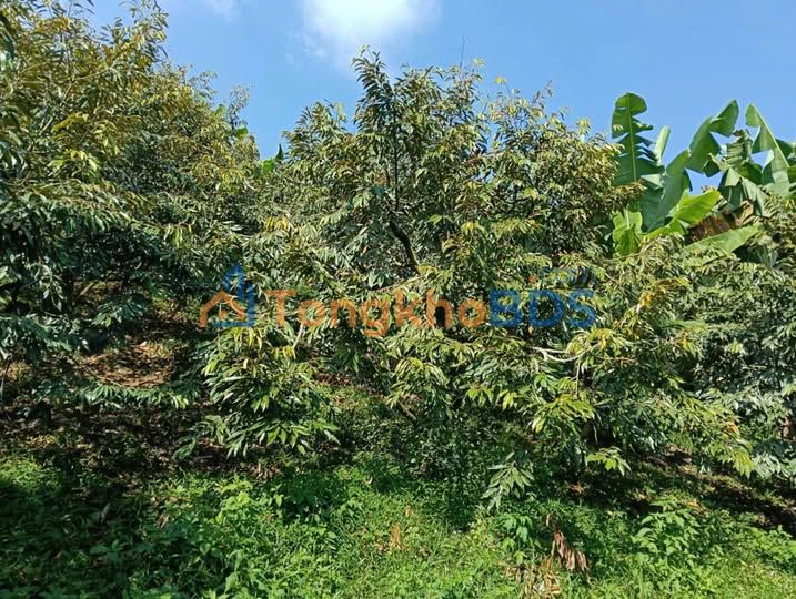 Bán Gấp Farm 2ha Xã Lộc An, Bảo Lâm - Thu Nhập Khủng Từ Cà Phê & Ao Nuôi