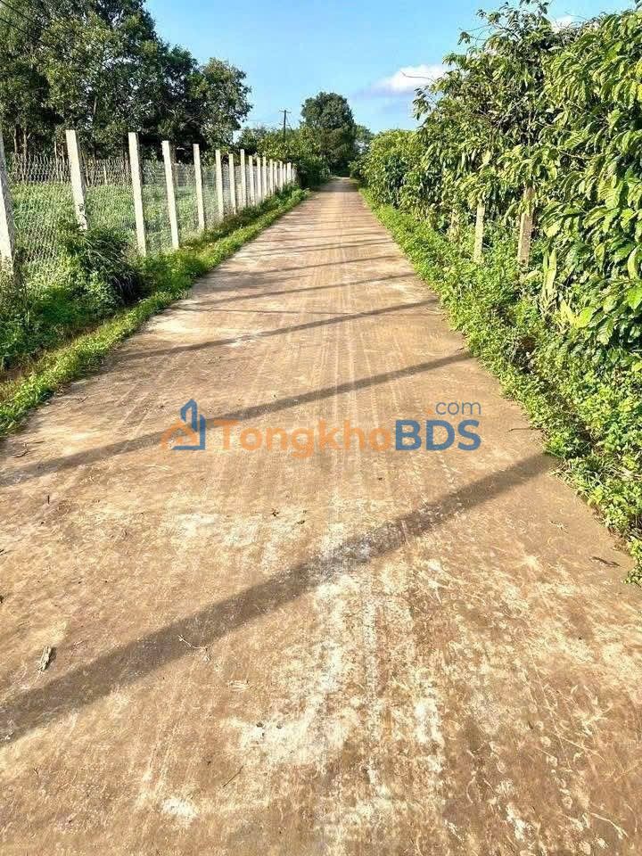 Bán Gấp Farm 5000m² Trồng Sầu Riêng, Cafe Tại Ia Grai - Giá Tốt 1.3 Tỷ