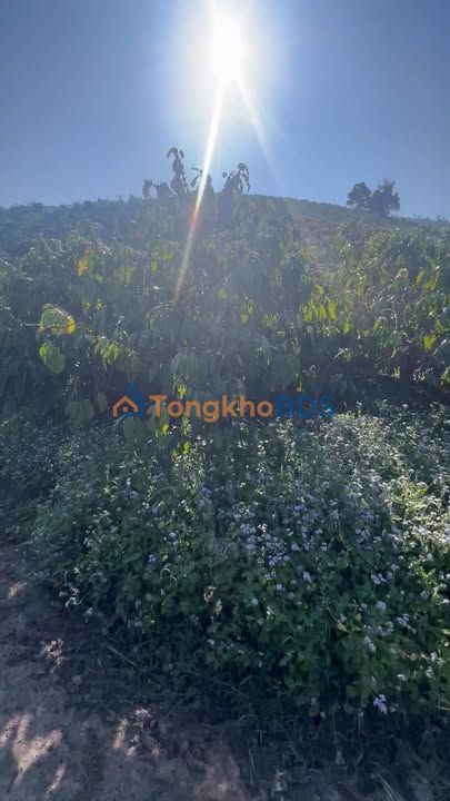 Đất nền Đà Lạt 4000m² mặt đường đất - Sổ đỏ sẵn sàng giao dịch