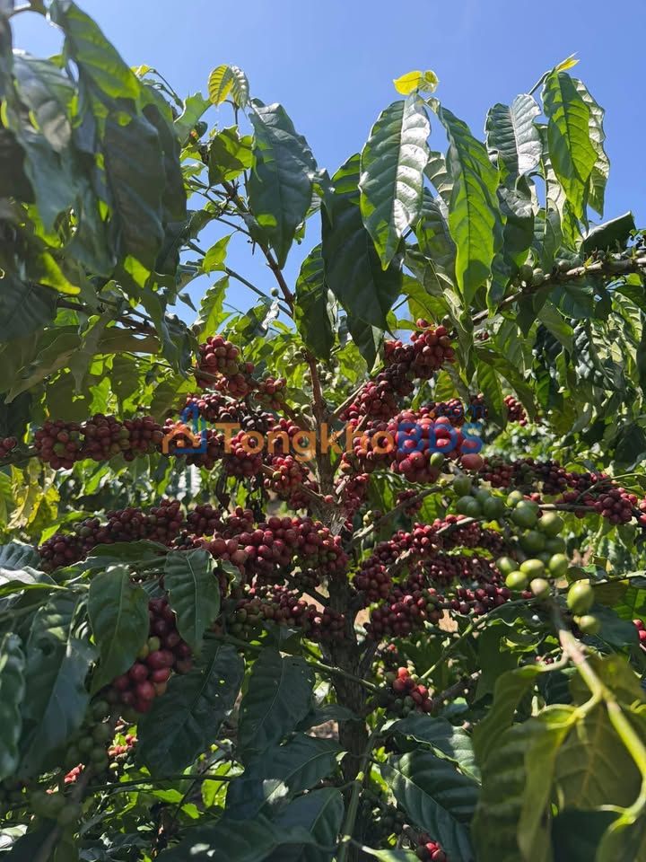 Đất Vườn Xanh Mát 3300m² Thổ Cư 400m² - Lâm Hà, Lâm Đồng Giá 1.5 Tỷ