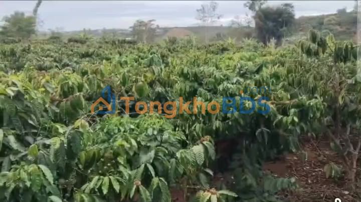 Bán đất 5.5 sào mặt tiền Liên Hà, Lâm Hà - Giá 2.2 tỷ