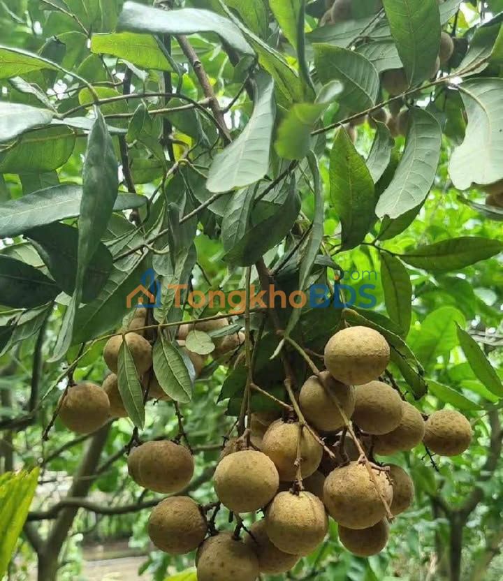 Farm 3.8 Công Vĩnh Châu, An Giang - Vườn Trái Cây Trĩu Quả, Thu Nhập Ngay