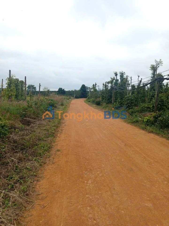 Đất Vườn Đắk Lắk 1800m² Mặt Đường To - Giá Chỉ 345 Triệu