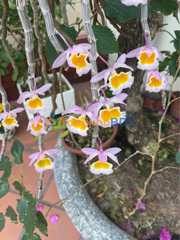 Đất Nền Đông Hoàng, Đông Hưng - 75.6m² Hướng Đông Bắc - Giá 1 Tỷ Tốt