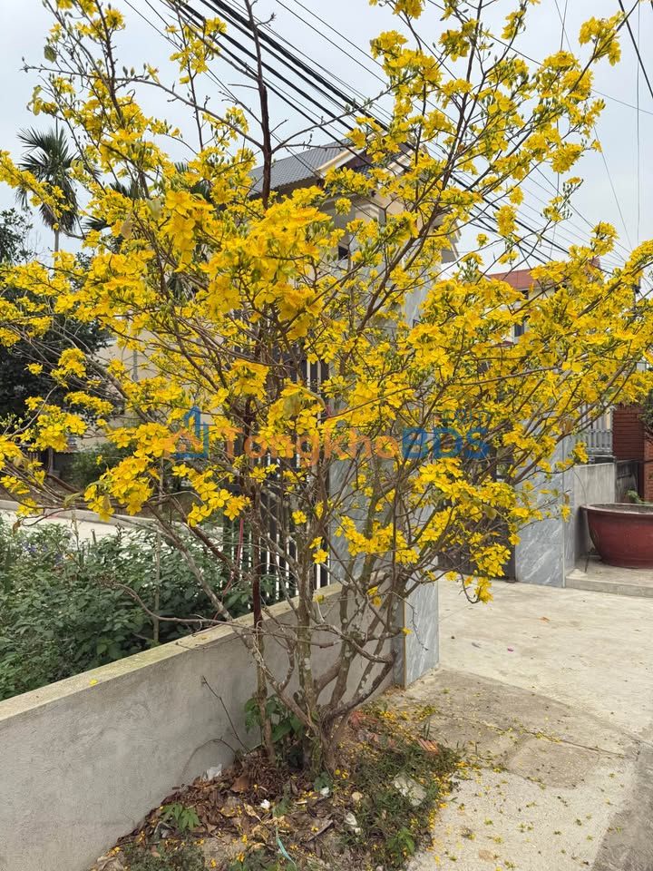 Đất nền Kiều Hạ Quốc Tuấn 67m2 9xx triệu - Đường ô tô