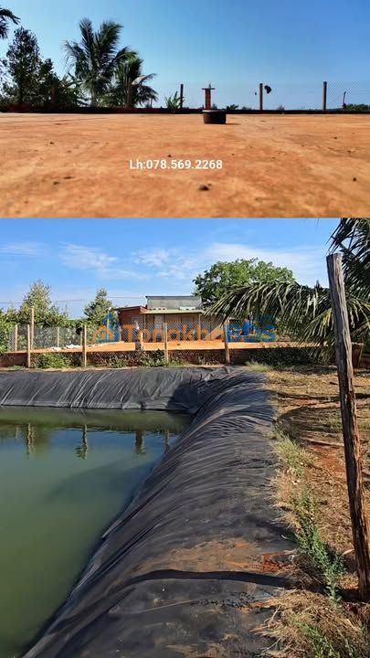 Farm 1.8ha Cà Phê Sầu Riêng Gia Lai - Giá 4.3 Tỷ