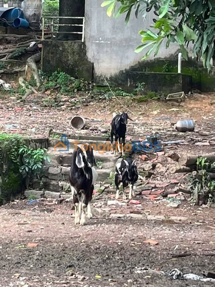 Đất vườn Hố Nai 8.500m² giá 14.7 tỷ - Sổ hồng rõ ràng