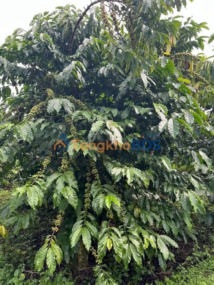 Đất Vườn Lộc Đức Bảo Lâm 1000m² - Sầu Riêng 7 Năm Tuổi, Giá Chỉ 340 Triệu