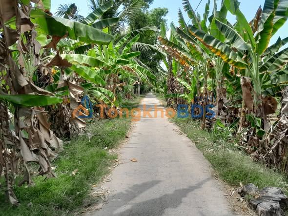 Bán Đất Vườn 5 Công Mặt Tiền Kênh, Vị Trí Vàng Cầu Kè, Trà Vinh