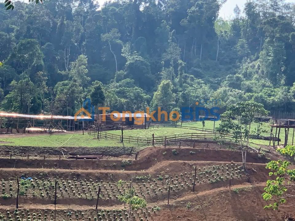 Đất Nền Kon Tum 1000m² - Mặt Tiền QL24, View Suối Rừng Xanh Mát