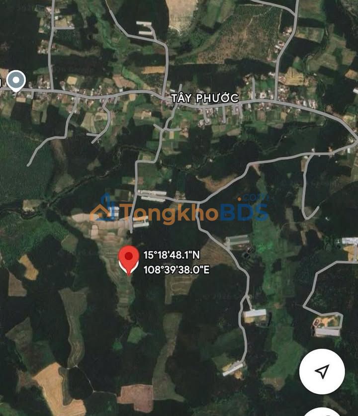 Bán Gấp 45 Sào Đất Rừng Bình Sơn, Quảng Ngãi - Sẵn Sàng Thu Hoạch Keo