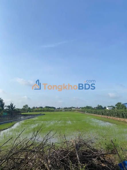 Đất Vườn 1125m² Xã Thuận Mỹ, Long An - Giá 350 Triệu Bớt Lộc