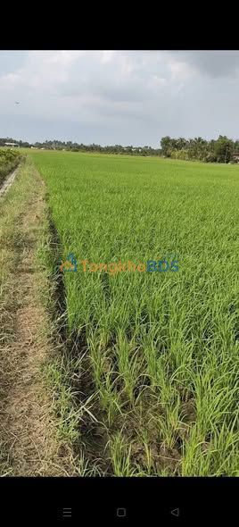 Bán Đất Vườn Long An 1400m² - Sổ Hồng Sẵn Sàng