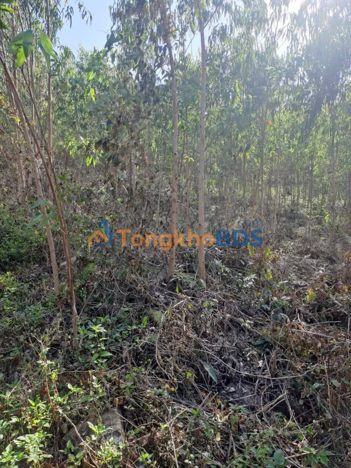 Bán Gấp 5 Hecta Đất Vườn Bạch Đàn, Cẩm Mỹ, Đồng Nai - Giá Tốt