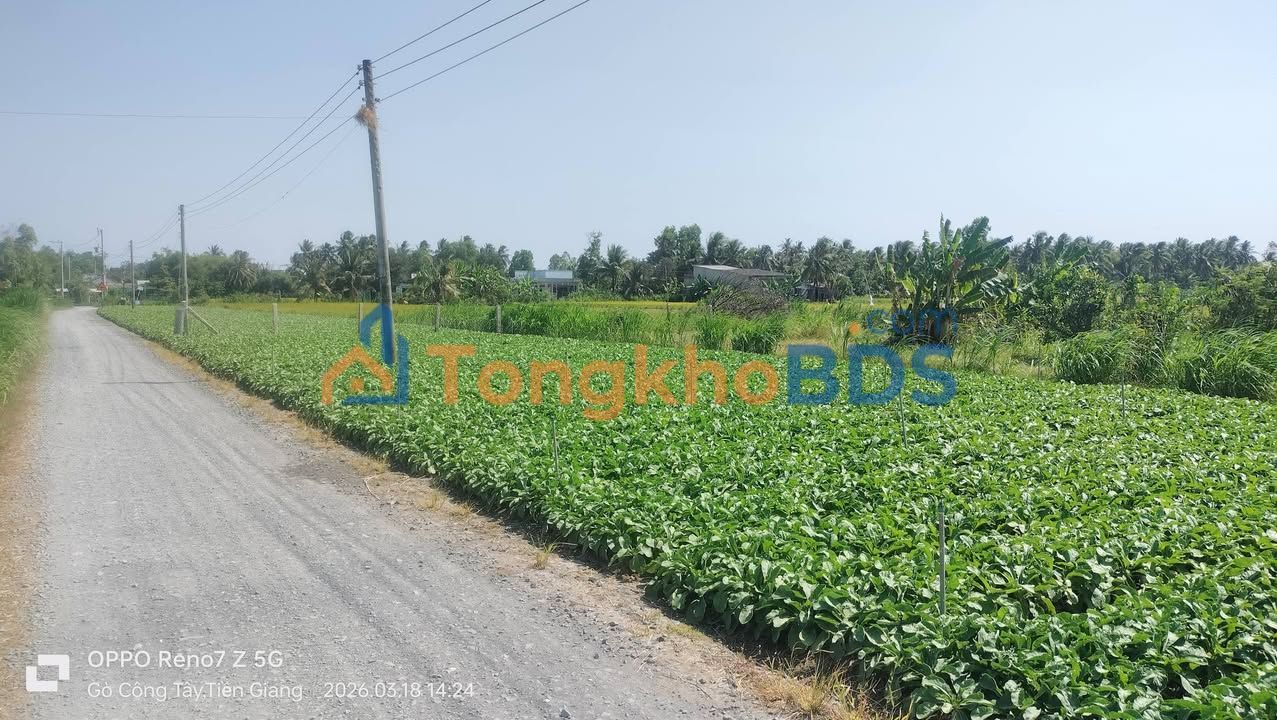 Đất Nền Gò Công Tây - 330m² Sổ Riêng, Giá Đầu Tư 380 Triệu