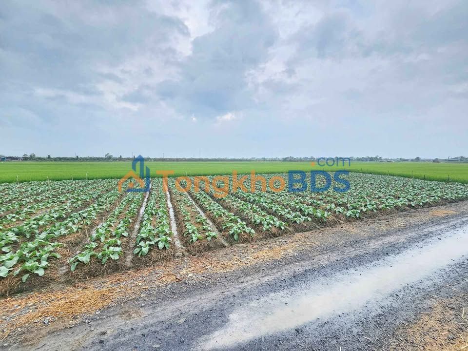 Đất nền Gò Công Tây 180m² - Xe tải vào tận nơi, giá chỉ 260 triệu