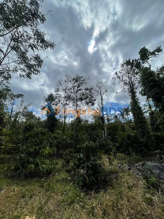 Đất Thôn 4 Hòa Khánh 1.512m² 1,68 tỷ - Đường to ô tô