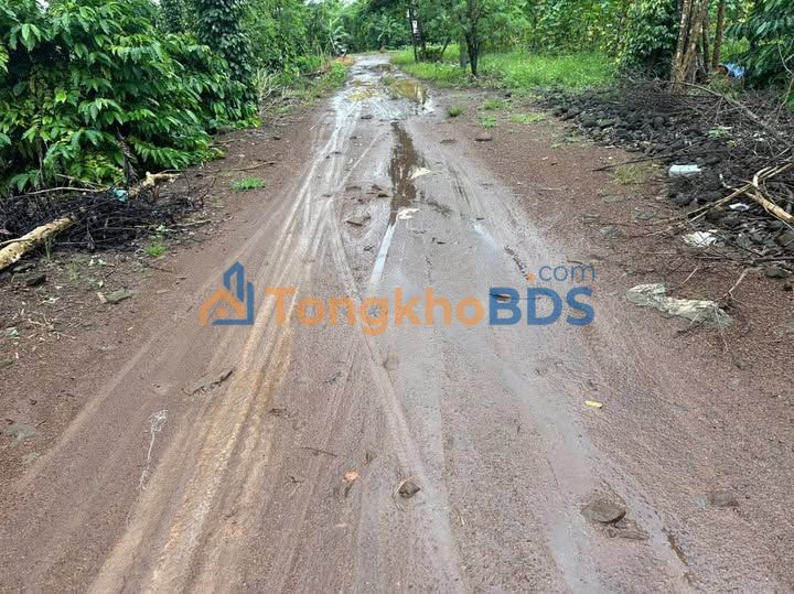 Đất vườn Hòa Khánh Buôn Ma Thuột 1,3 sào 700 triệu - Sinh thái xanh