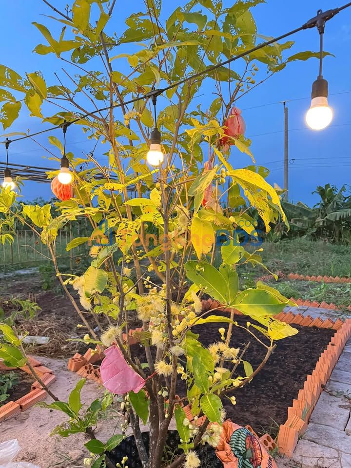 Bán Đất Hàm Chính 2300m² Sổ Riêng - Giá 550 Triệu