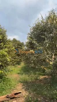 Bán Gấp 1.6ha Sầu Riêng Đắk Lắk - Vườn Trái Bói, Thu Nhập Khủng
