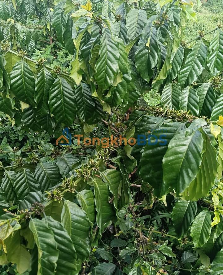 Bán đất vườn Lộc Thắng Bảo Lâm 1.7ha giá 4.845 tỷ - Nghỉ dưỡng lý tưởng