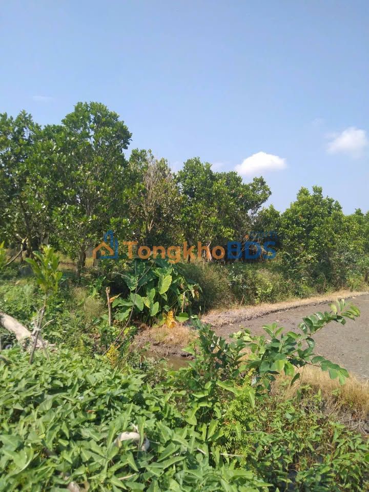 Bán Gấp Vườn Mít Thái 8 Công - Tiềm Năng Đầu Tư Hấp Dẫn Tại Cai Lậy, Tiền Giang