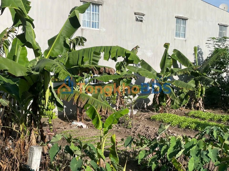 Đất Vườn Củ Chi 174m² - Sổ Hồng Thổ Cư - Giá Đầu Tư 1 Tỷ xxx