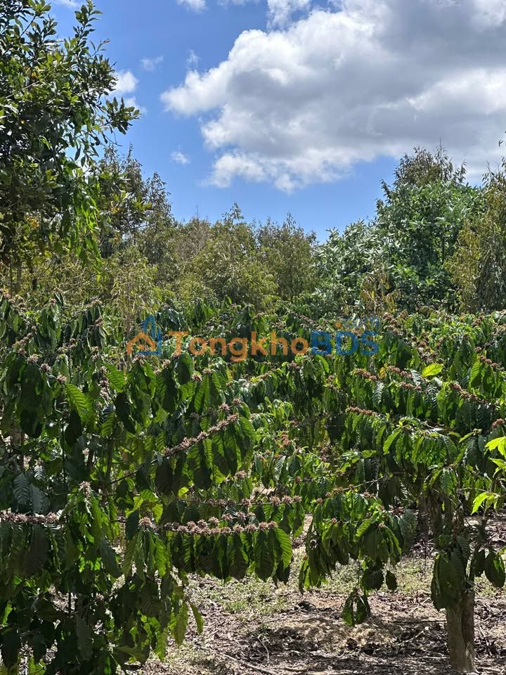 Bán Gấp 1.1ha Đất Vườn Cafe Sầu Riêng Đức Trọng - Sổ Hồng Sẵn Sàng