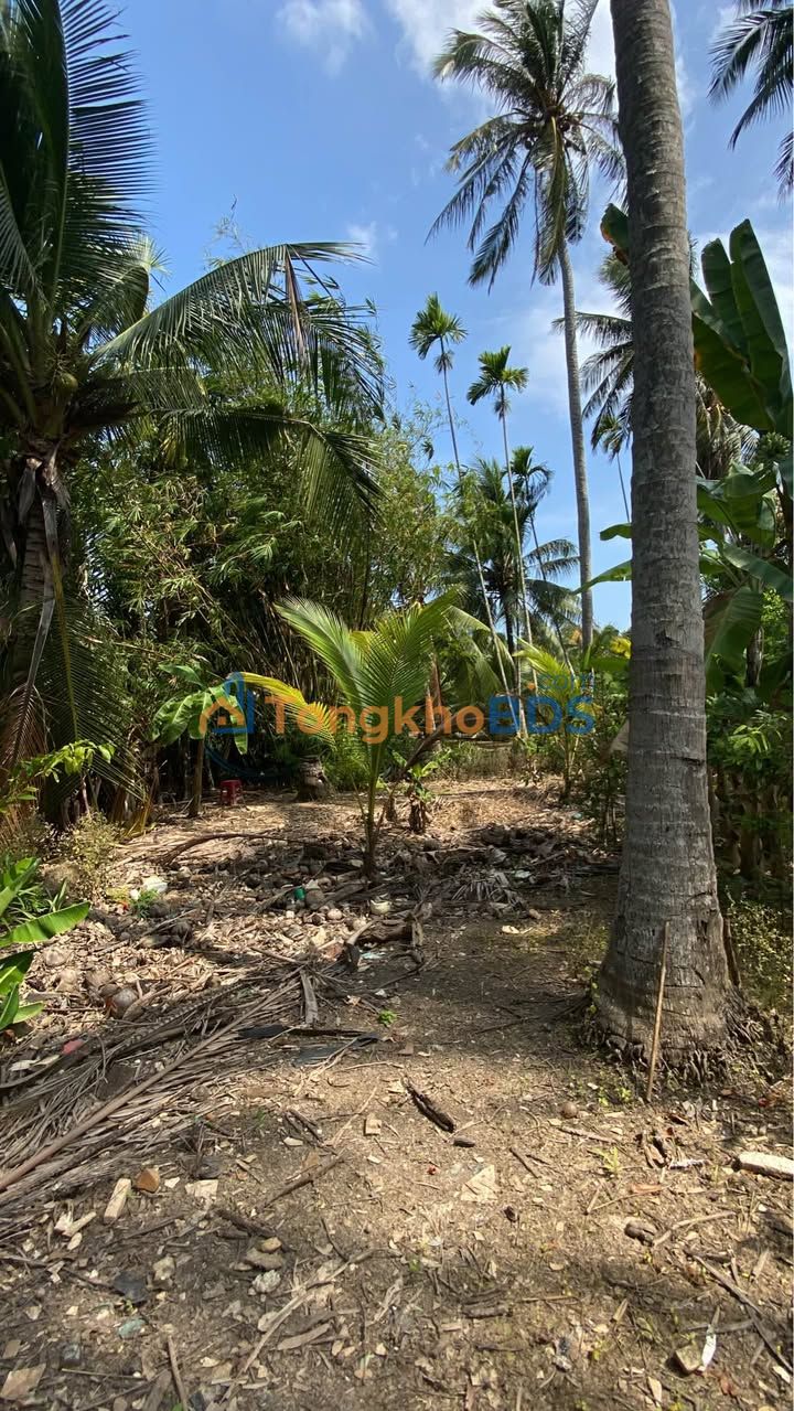 Đất Vườn Mặt Tiền Sông Hàm Luông 2042m² - Bến Tre Giá Tốt