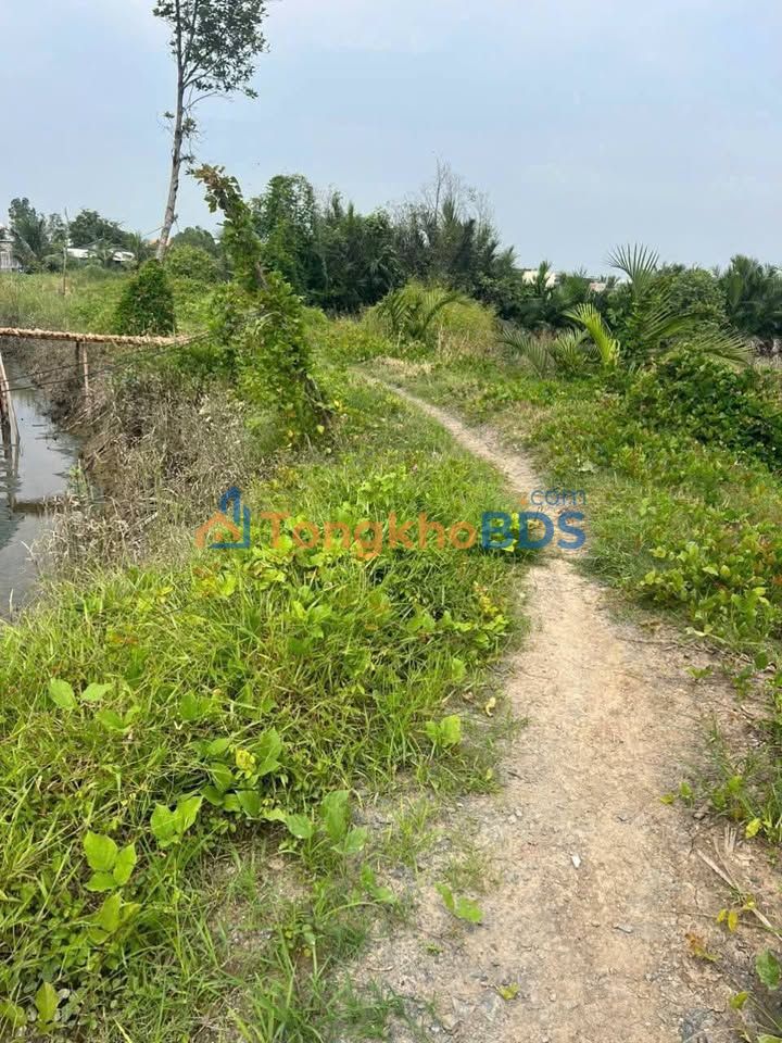 Bán Gấp Đất Lúa 1300m² Xã Tân Chánh, Cần Đước - Sổ Thể Hiện Đường, Giá Tốt