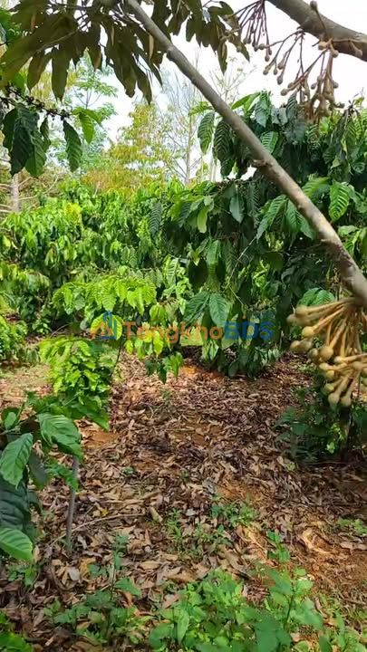 Bán Đất Nền 15000m² Mặt Tiền Đường Nhựa Xã Thuận Hạnh, Đắk Nông - 30.5 Tỷ