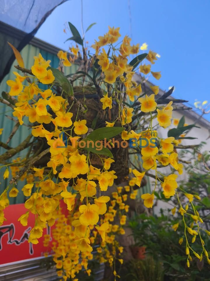 Bán Gấp Đất Vườn 14.300m² Xã Phi Tô, Lâm Hà - 4.3 Tỷ