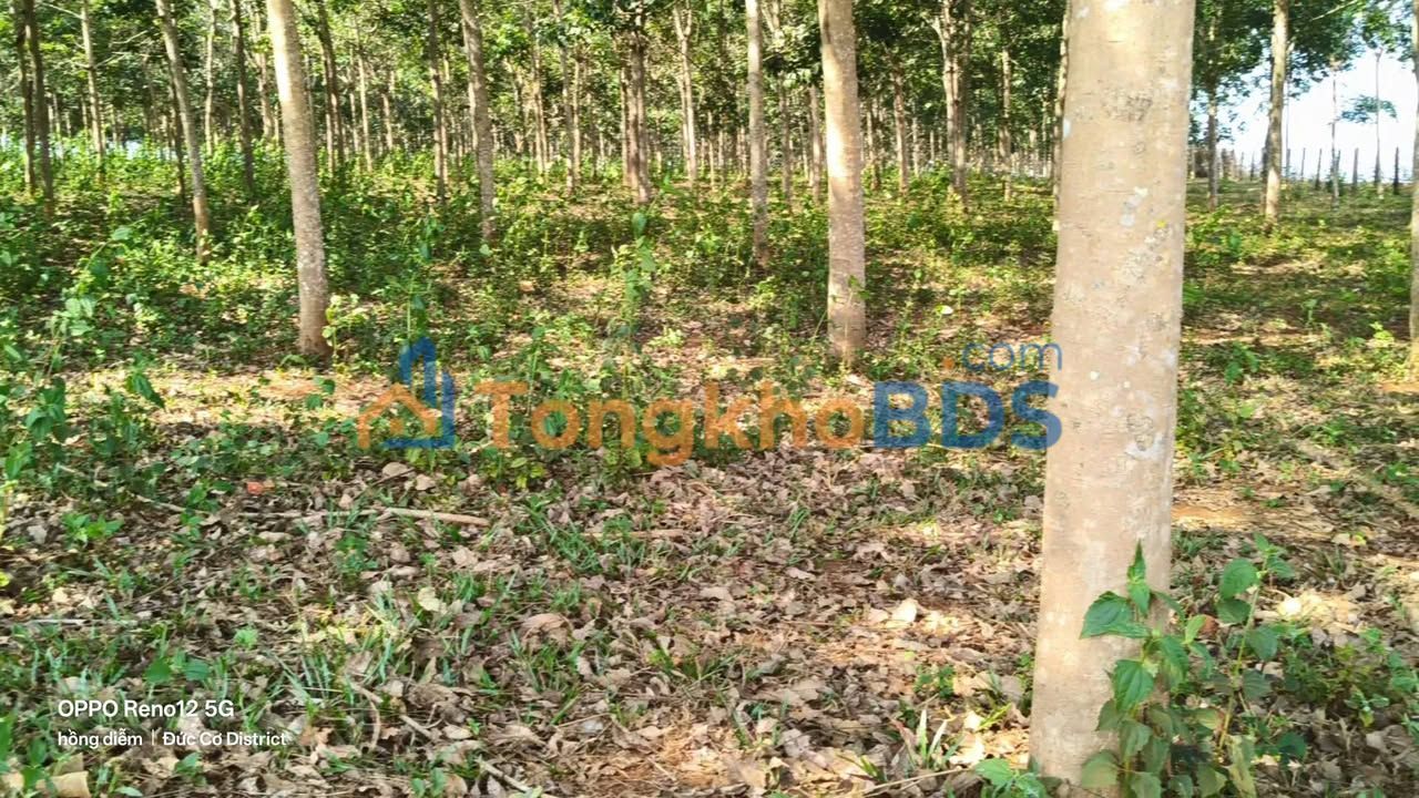 Ton-Tai farm Đường cấp phối Đức Cơ 3.65ha - Sổ đỏ sẵn sàng đầu tư