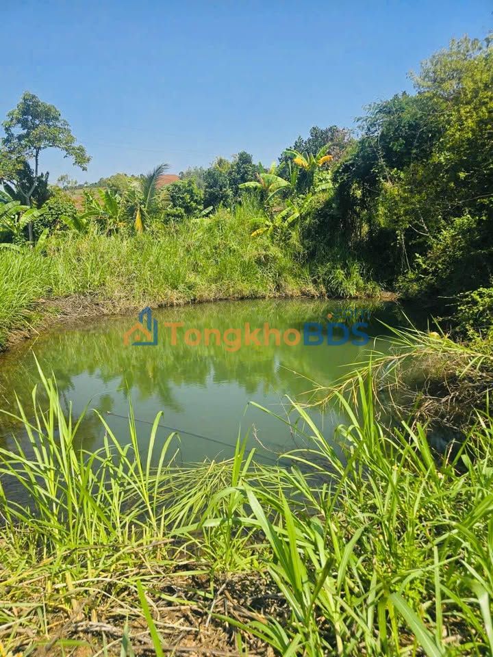 Bán Gấp 1.5ha Đất Vườn Đắk Lắk - Sổ Đỏ Sẵn, Giá 1.6 Tỷ