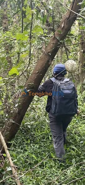 Bán Đất Rừng Keo 2ha Đắk Lắk - Sẵn Sàng Khai Thác