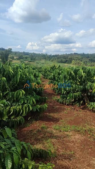 Bán Gấp Farm Cà Phê Sầu Riêng 2.3ha Đắk Lắk - Sổ Đỏ Sẵn Sàng