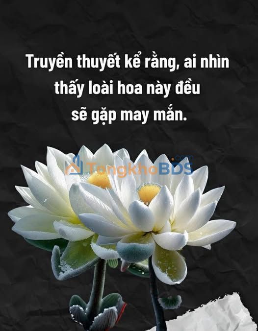 Đất Hòa Thọ Tây 141m² tặng nhà cấp 4 - Giá 2.4 tỷ/Sổ hồng