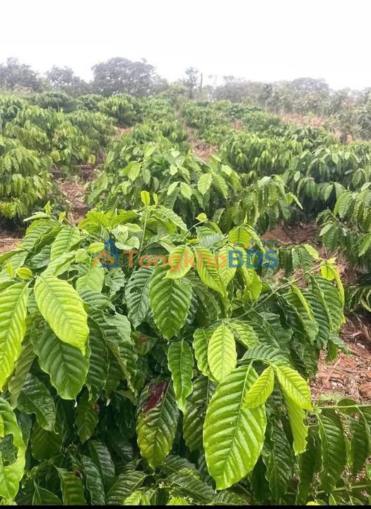 Bán Gấp 8.4 Sào Cà Phê Tơ - Tân Hòa, Buôn Đôn - Giá 980 Triệu